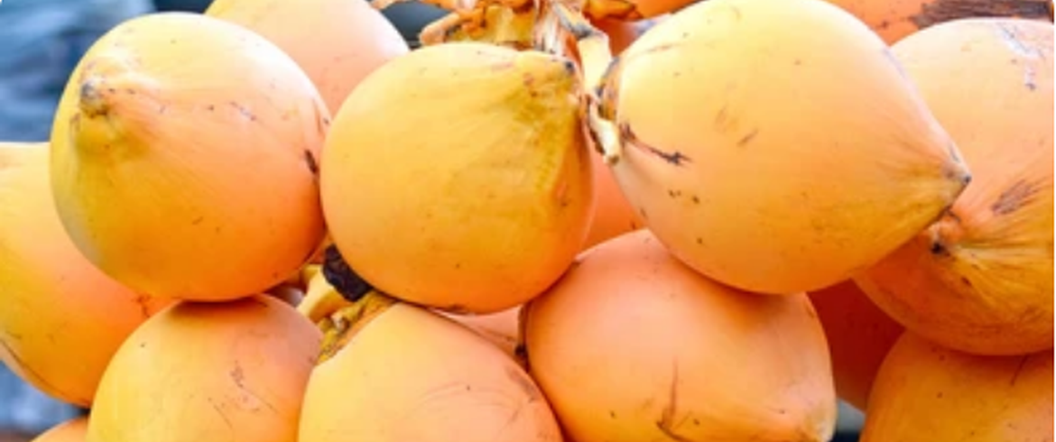 High Quality King Coconut