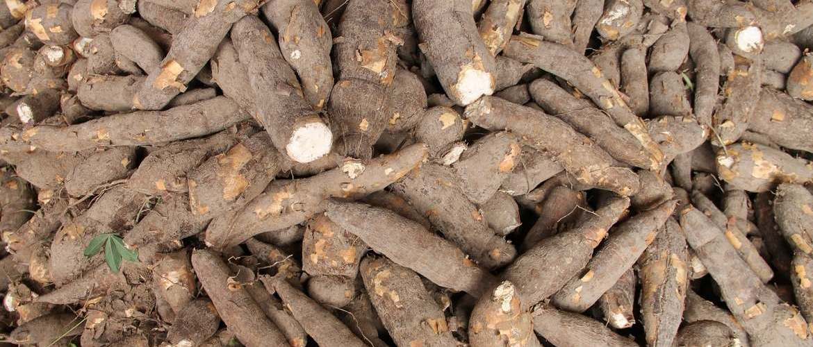 High Quality Tapioca