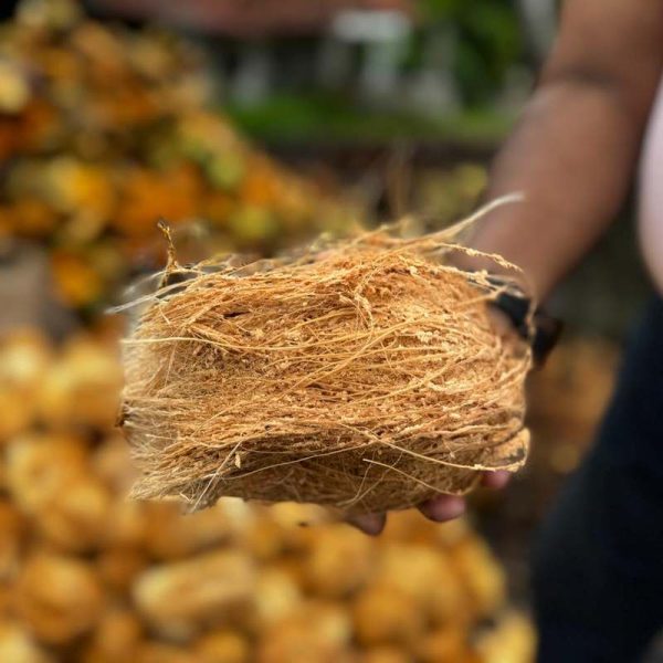 coconut-enzoti