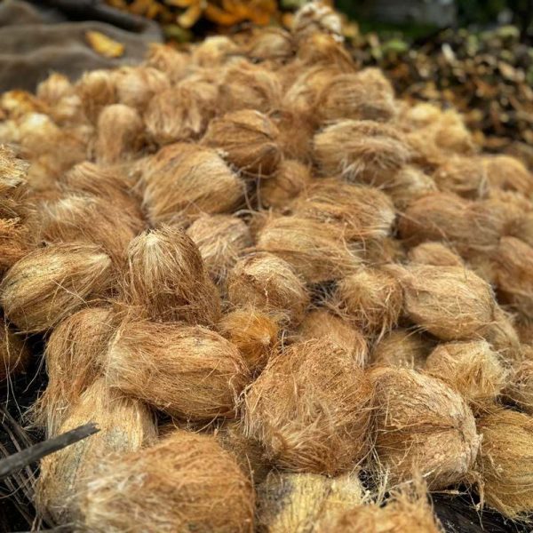 coconut-enzoti