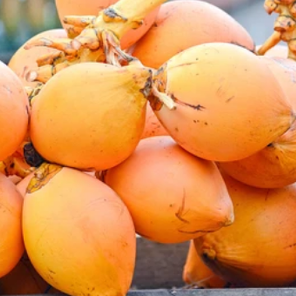 king-coconut