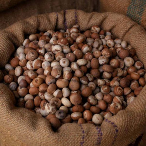 areca-nut
