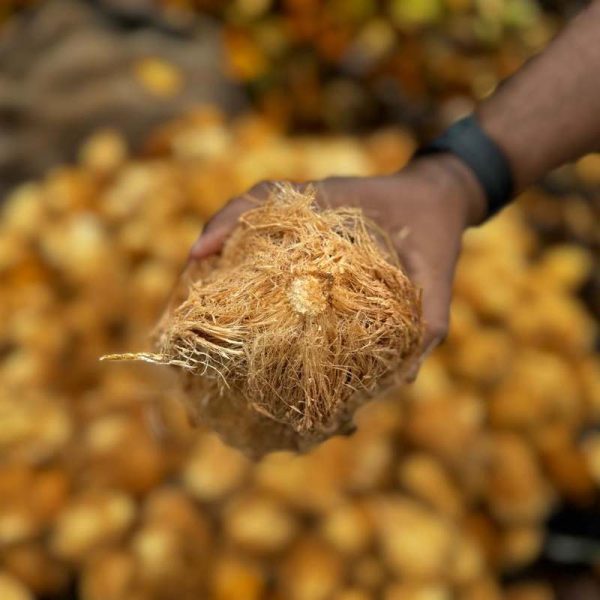 coconut-enzoti
