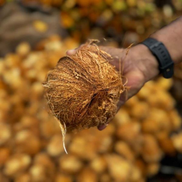 coconut-enzoti