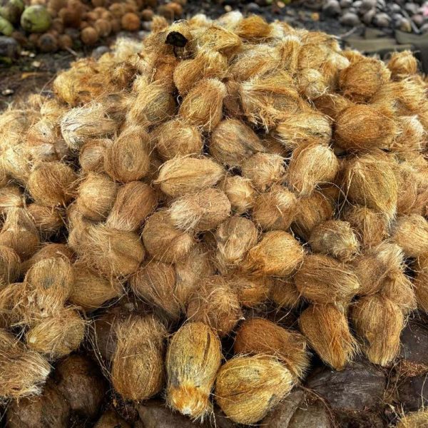 coconut-enzoti