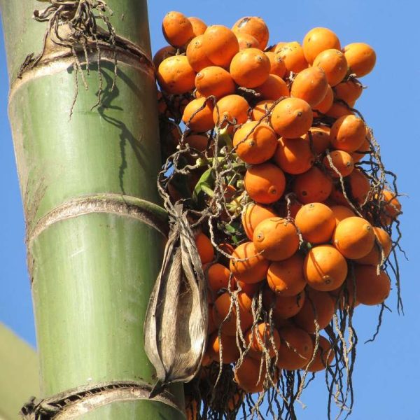 areca-nut