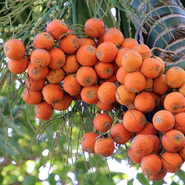 areca-nut