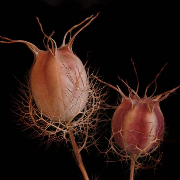 cumming-seeds