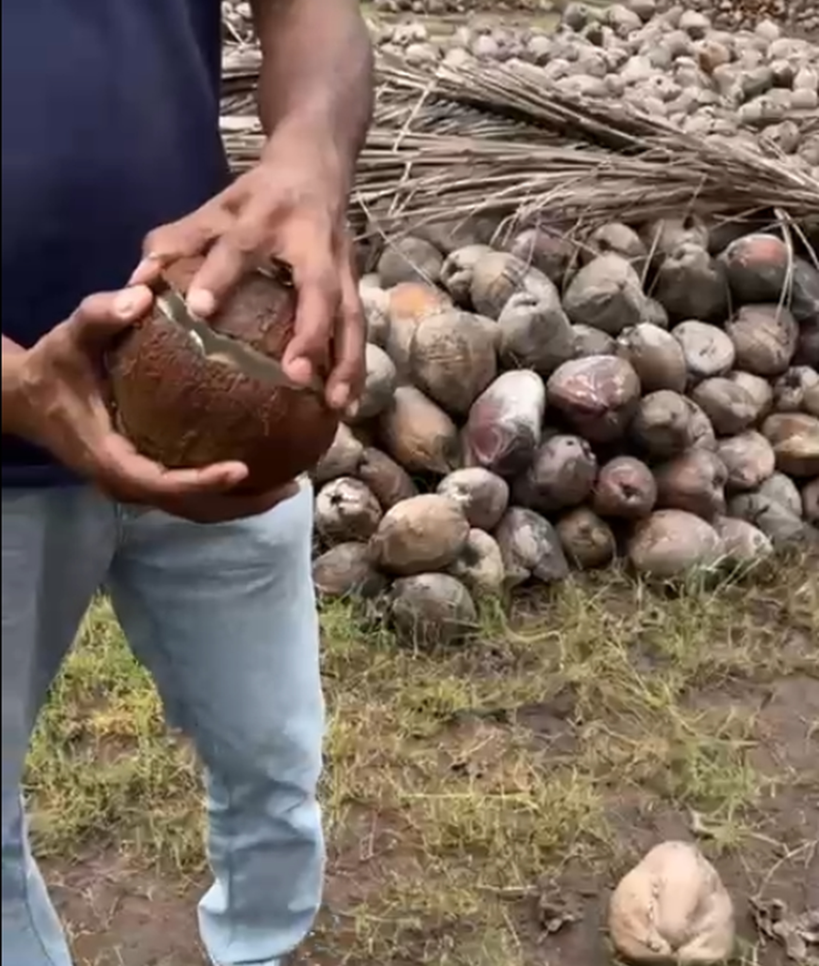 coconut-enzoti-garden-cover-flow