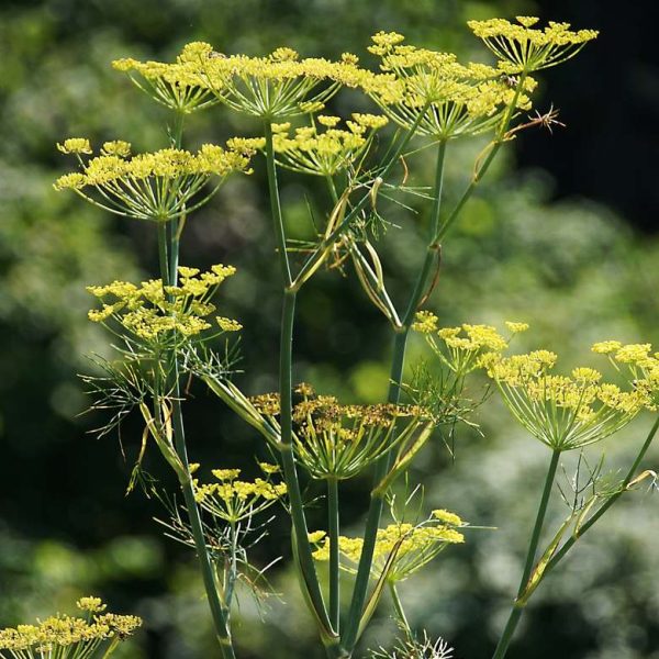 funnel-seeds
