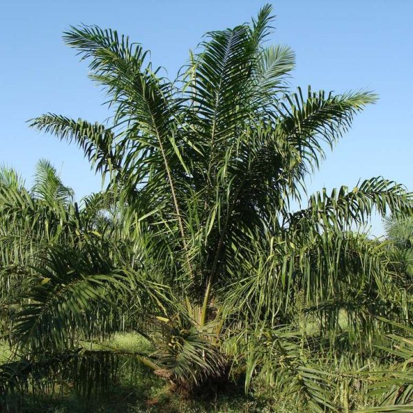 palm-oil