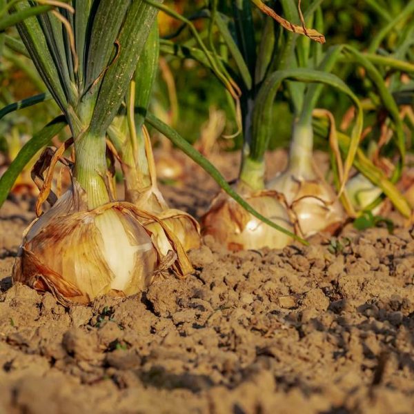 onions