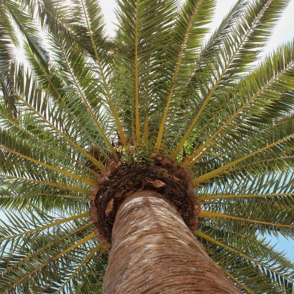 palm-oil