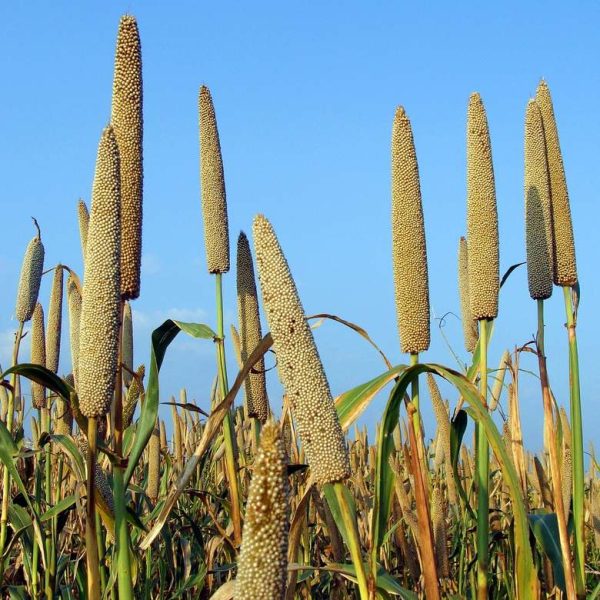 millet