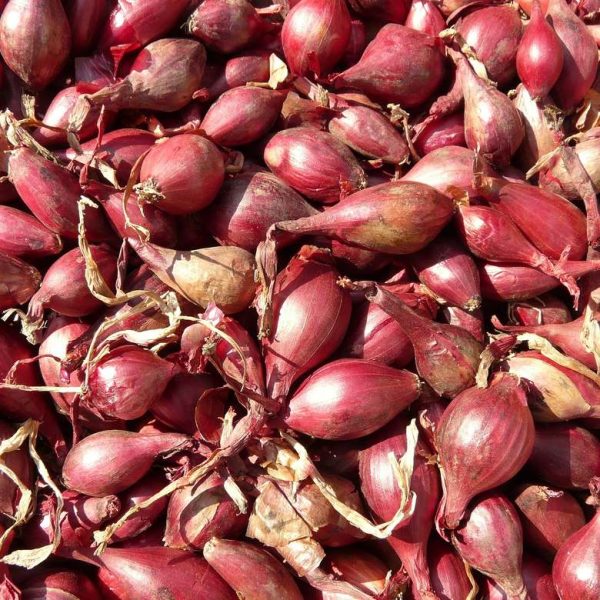 onions