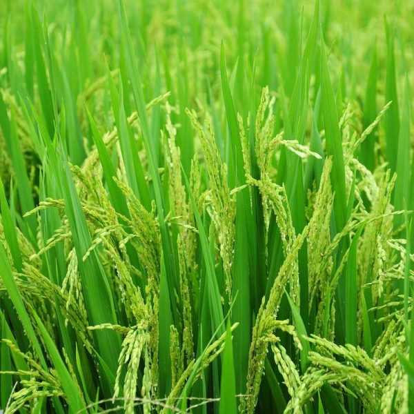 rice